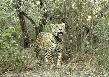 El regreso del yaguareté avanza en el Chaco con la liberación de Acaí