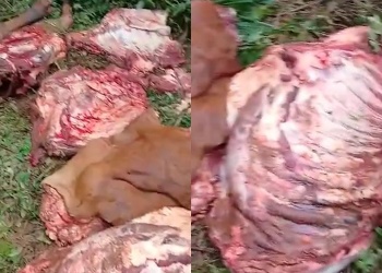 Productor de San Vicente denunció el robo y faenado de su junta de bueyes: “Tardo dos años en criar animales así”