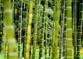 El bambú, alternativa sustentable que gana terreno en Misiones