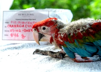 Mataron a “Charrúa”, uno de los guacamayos rojos reintroducidos en Iberá