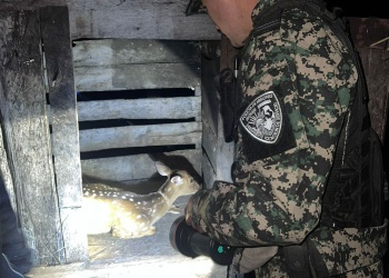 Rescatan a una cierva axis preñada y herida