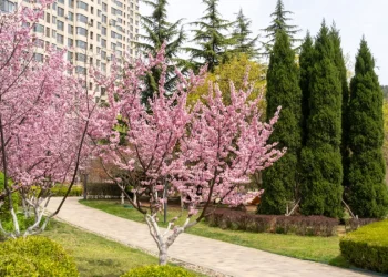 Cuál es el árbol que no levanta el piso, resiste la sequía y da frutas todo el verano