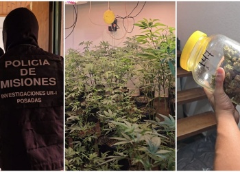 Allanaron un dúplex acondicionado con más de 100 plantas marihuana