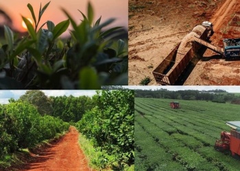 Yerba paraguaya y tabaco brasileño ganan terreno y desplazan producciones locales