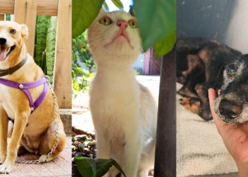 Crece el rescate de mascotas “en red” y buscan ayuda para solventar gastos