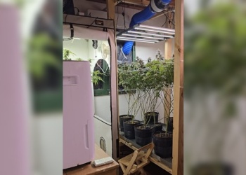 “Rompieron todo a su paso y se llevaron cosas que nada tenía que ver con el cultivo de cannabis”