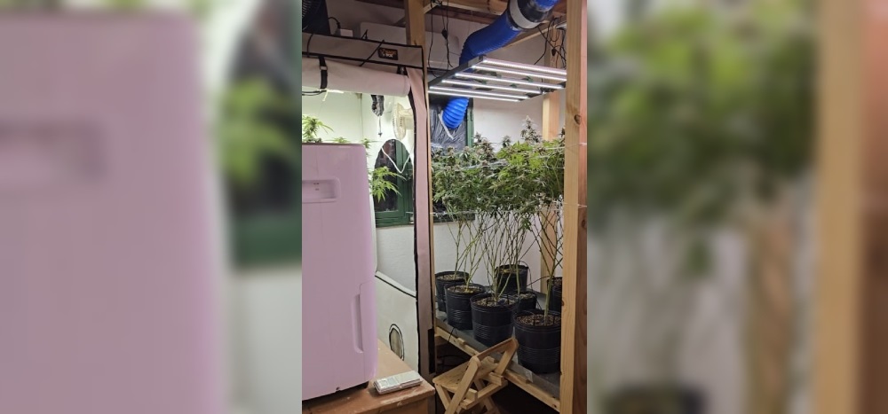 “Rompieron todo a su paso y se llevaron cosas que nada tenía que ver con el cultivo de cannabis”