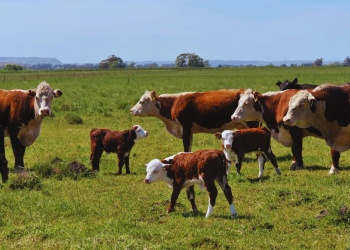 Cómo enfrentar la garrapata bovina con un control integrado
