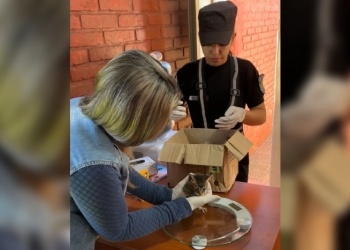 Rescataron a perros y gatos recién nacidos tras ser abandonados en Posadas y Jardín América