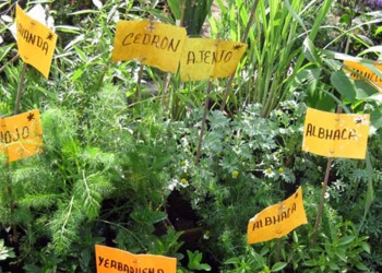 Cómo cultivar y cosechar un jardín de plantas aromáticas en el hogar