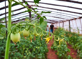 Auxilio al agro: microcréditos a tasa cero para horticultores afectados por tormenta en Gobernador Roca