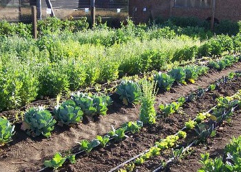 El INTA estudia la producción de yerba mate bajo sombra