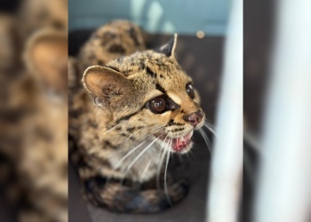 Rescatan una yaguatirica herida en Panambí y la trasladan al Centro Ohana