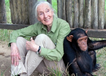 Falleció Jane Goodall, la pionera en el estudio de los chimpancés y defensora del ambiente