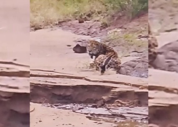 Turistas avistaron a un yaguareté “al pie” de las Cataratas del Iguazú
