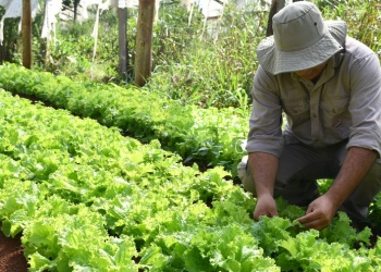 Producción de lechuga a base de tecnología apropiada