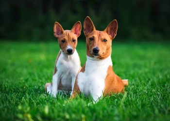 El Basenji, perro que no ladra