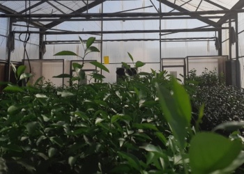 Simplifican el proceso de importación de material de propagación vegetal