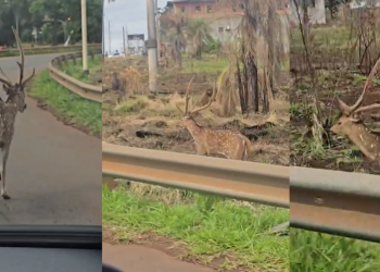 Garupá: avistaron a un ciervo axis corriendo en plena ruta 105