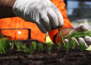 El INTA estudia la producción de yerba mate bajo sombra