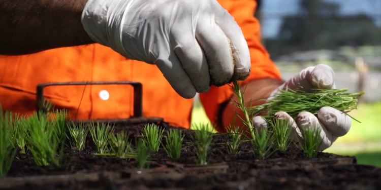 MEJORAMIENTO GENÉTICO. A partir de la investigación, cada año se cosecha unos 500 kilos de semillas de los huertos forestales.