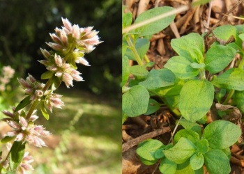 La “mentita misionera”, de estar casi extinta a volver a la vida: “La conservación es una tarea de todos”
