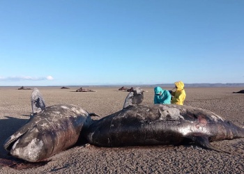 Varamiento sin precedentes: estudian la muerte masiva de las orcas más raras del planeta