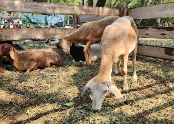 El INTA estudia la producción de yerba mate bajo sombra