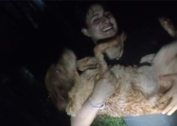 Iguazú: bomberos voluntarios salvan a un perro atrapado en un pozo