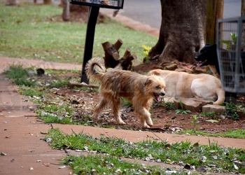 Crece la invasión de garrapatas y enciende las alarmas por el riesgo para las mascotas