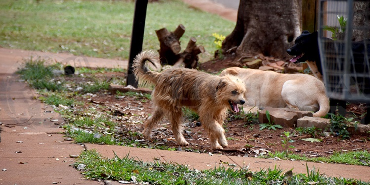 CONTROLES CONJUNTOS. Los tratamientos en las mascotas requieren que al mismo tiempo se aplique un control en los ambientes donde frecuentan, patios, jardines y dentro del hogar.