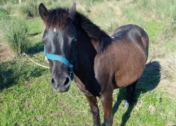 Posadas: no aparece el pony robado en Itaembé Miní