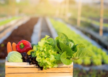 Huerta en casa: qué sembrar en noviembre para tener tu propia producción