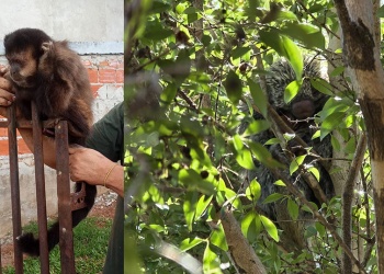 Un erizo y dos monos caí fueron rescatados en zonas urbanas