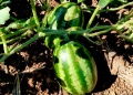 La cosecha de sandías arrancó en el Valle del Cuña Pirú