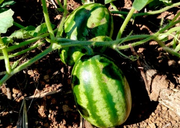 La cosecha de sandías arrancó en el Valle del Cuña Pirú
