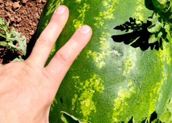 La cosecha de sandías arrancó en el Valle del Cuña Pirú