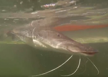 Un surubí viajero y astuto