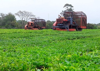 El té enfrenta una zafra 2026 marcada por retraso de la cosecha y poca fertilización