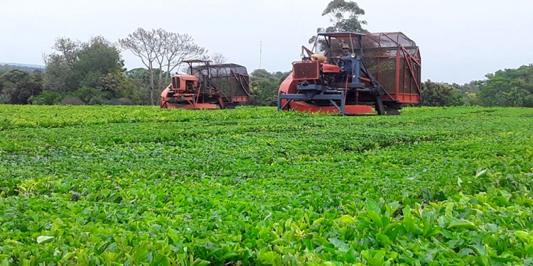 INCERTIDUMBRE. Están atentos a la inestabilidad del dólar exportador.
