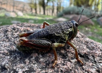 Declaran alerta fitosanitaria por la plaga Tucura sapo: qué es y cómo afecta