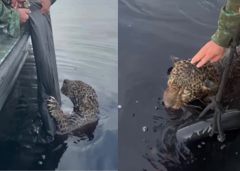 Video: dramático rescate de un yaguareté herido de bala en un río de Brasil