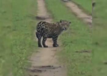 Avistan un ejemplar silvestre de yaguareté en los Esteros del Iberá