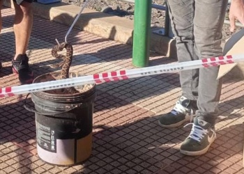 Reubicaron dos yararás halladas en la Biofábrica y en la Costanera de Posadas