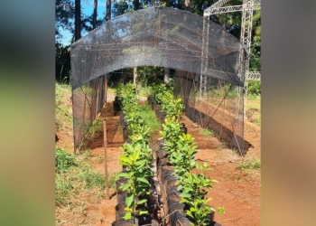 El INTA estudia la producción de yerba mate bajo sombra