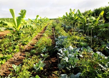 Huerta sintrópica, tendencia que crece entre productores