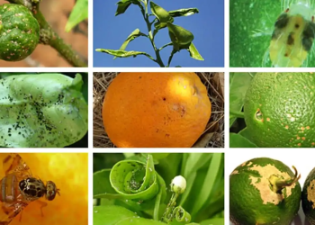 Las plagas que afectan a los cítricos y cómo enfrentarlas