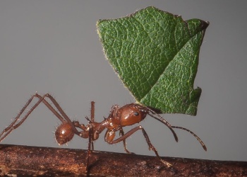 Cómo controlar las hormigas podadoras en primavera-verano