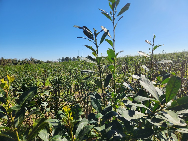 Reclamo yerbatero: “Un precio justo, un precio razonable y que la paga sea de contado”