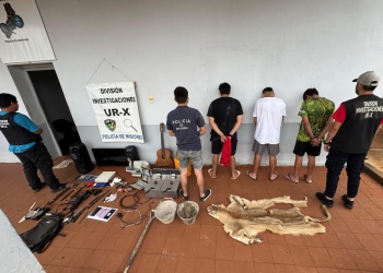 Confirmaron que el pelaje secuestrado en Posadas pertenece a un puma en peligro de extinción